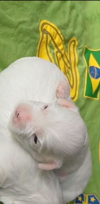Cachorrinha Bichon Maltês