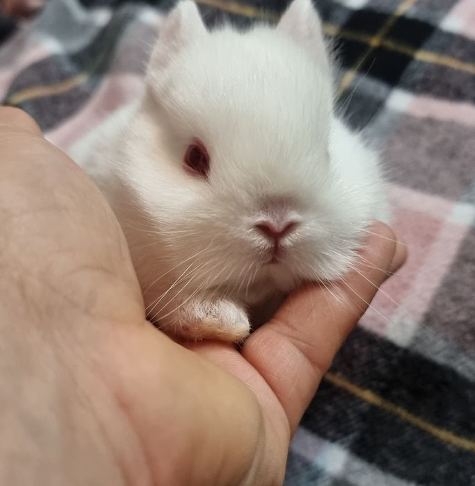 Coelhos anoes mini holandês, mini lop, mini lion vacinados