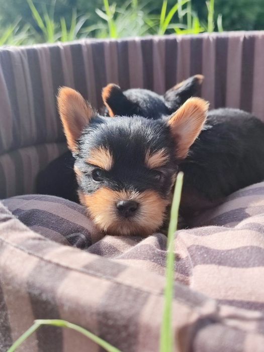 Мікро та міні дітки йоркширський тер'єр