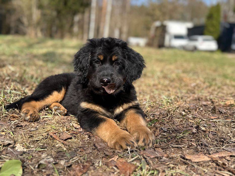 Hovawart szczenię FCI