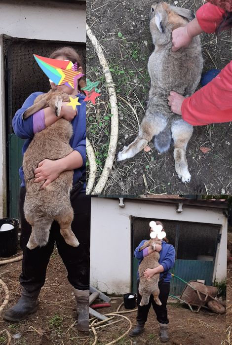 coelhos gigante noruegues