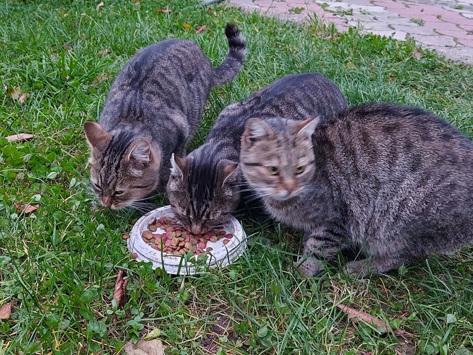 Кіт в добрі руки