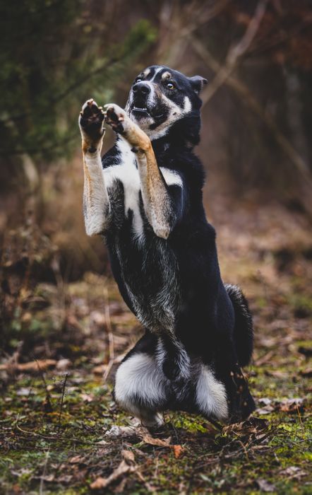 Młody i energiczny mix łajka do adopcji