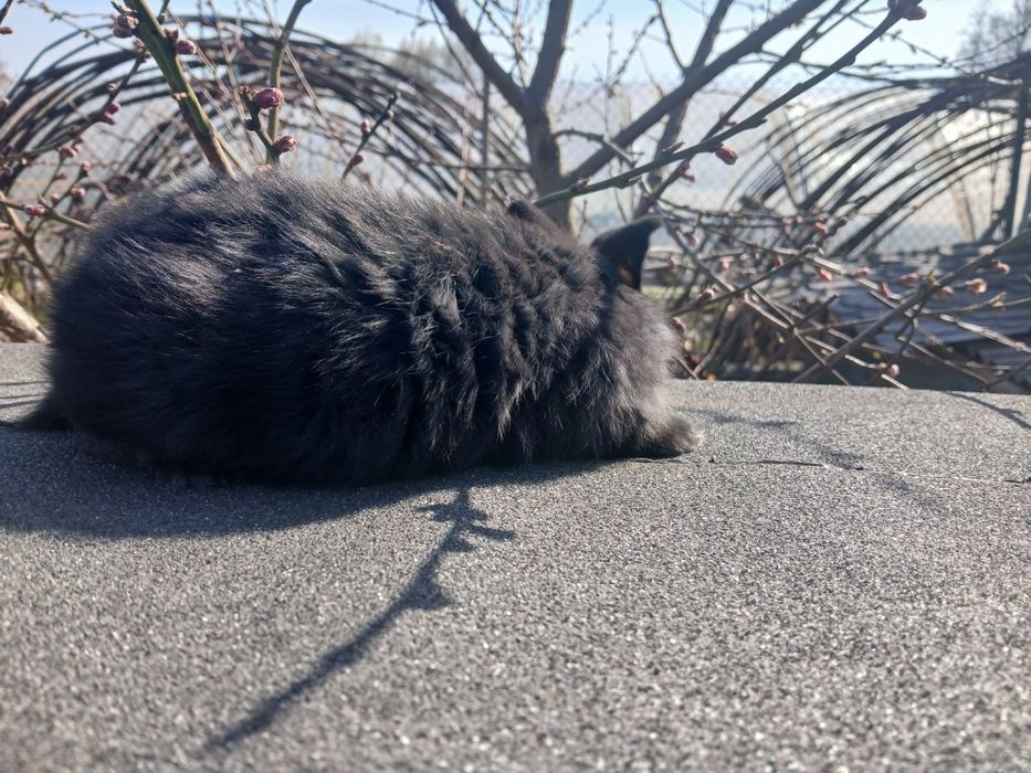 Króliki srokacze niemieckie