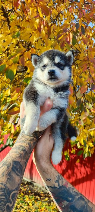 Я класний-  маламут