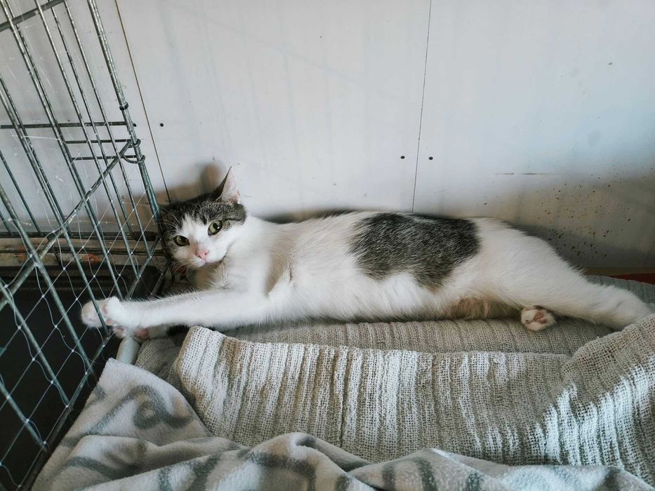 Oddam kotkę do adopcji - Selenka