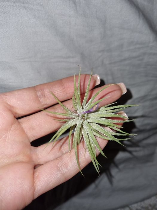 Тилландсия криптантус