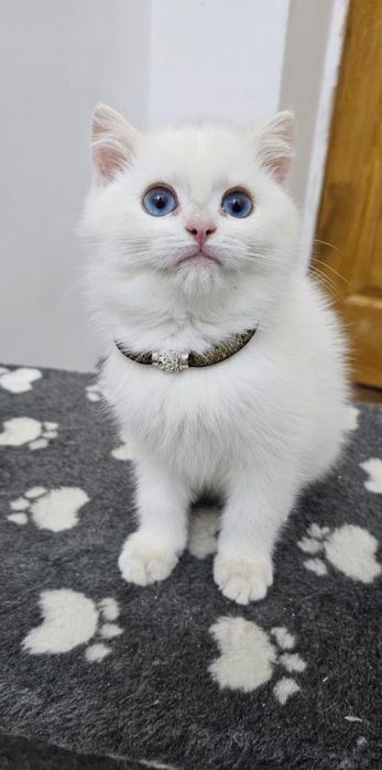 Британскі котенята