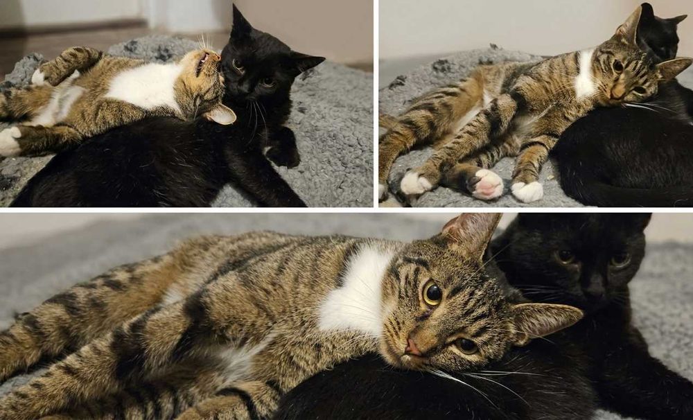 Figaro dwuletni ,spokojnego charakteru