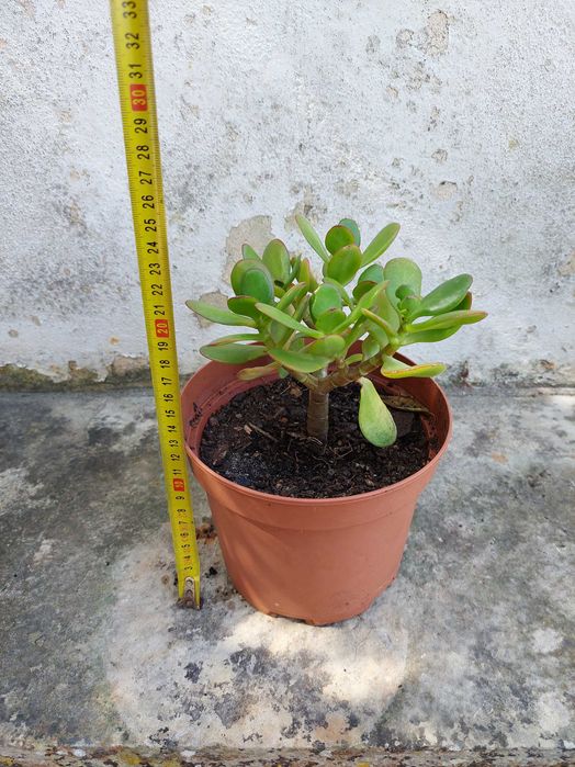 Planta de Jade – Suculenta