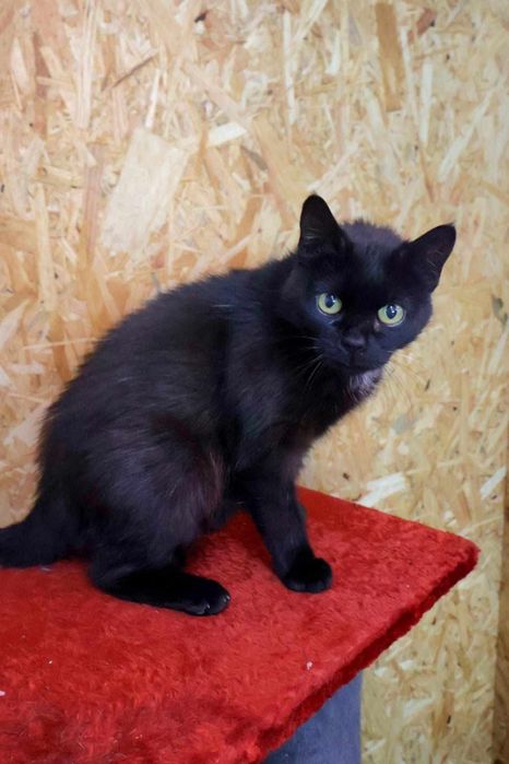 Yoko pilnie szuka domu!