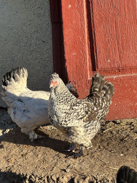 Продам курей ліліпутів бентемок