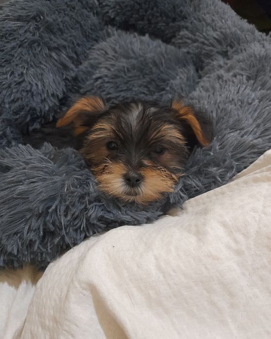 Yorkshire Terrier menino