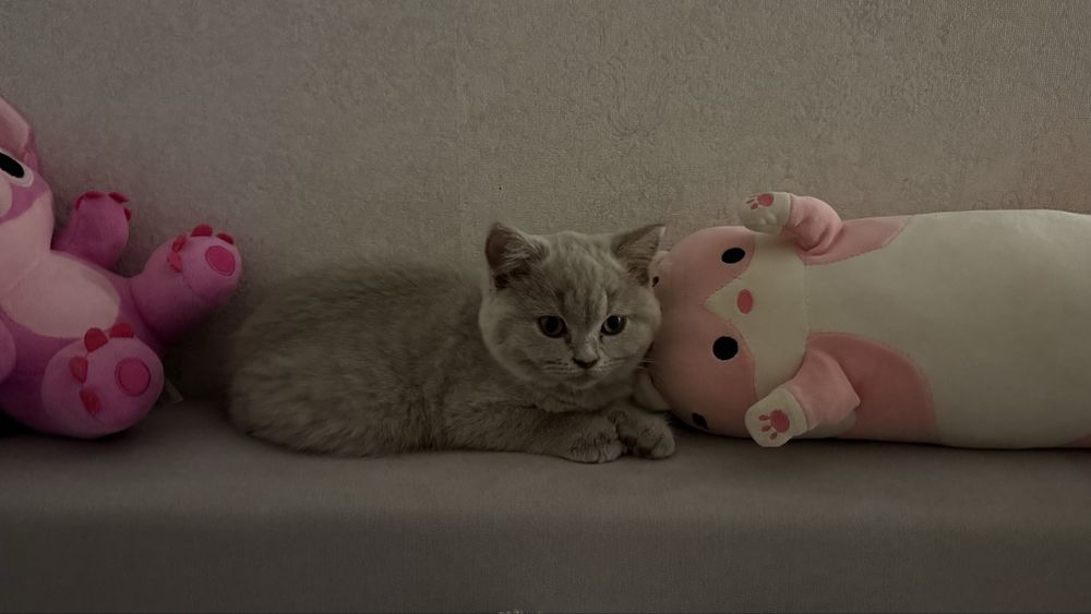 Шотланская кошка 3,5 месяца