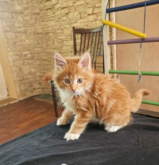 Котенок, 2 мес, мальчик