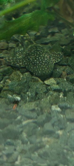 Попугай панда, Анцытрусы Рыбки Рибки