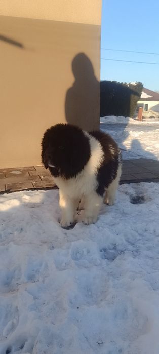 Nowofundland szczenię ZKwP/FCI