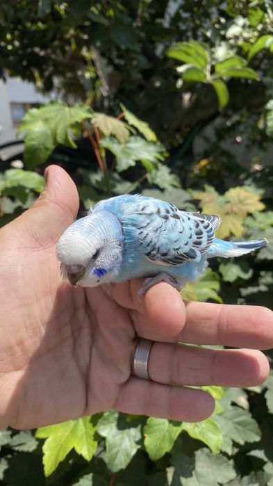Fantastico Periquito domesticado - baixa de preço