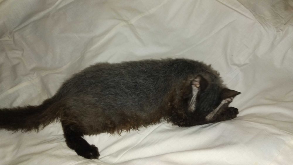 Кошенята (1 кіт, 2 кішки) від донського сфінкса / Кот, 2 кошки, сфинкс