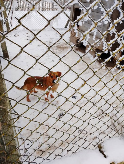 Oddam psy w dobre ręce