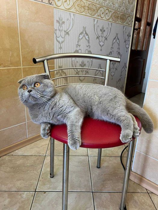 Шотландський висловухий кіт на в'язку