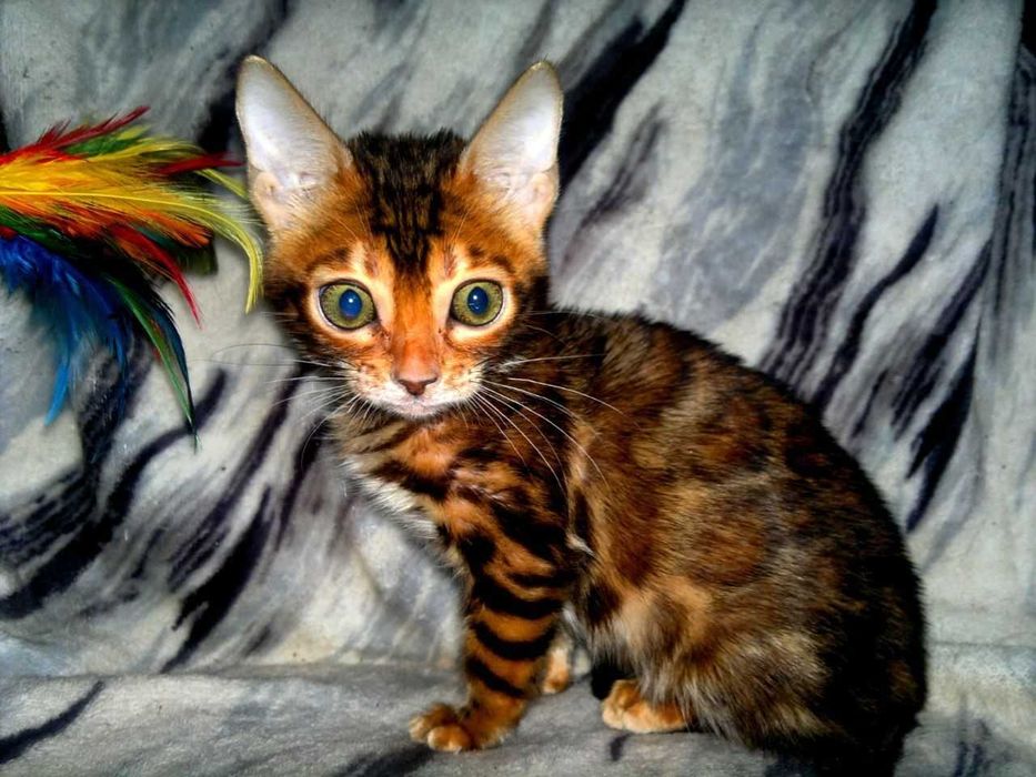 Яскрава бенгальська дівчинка BENn24