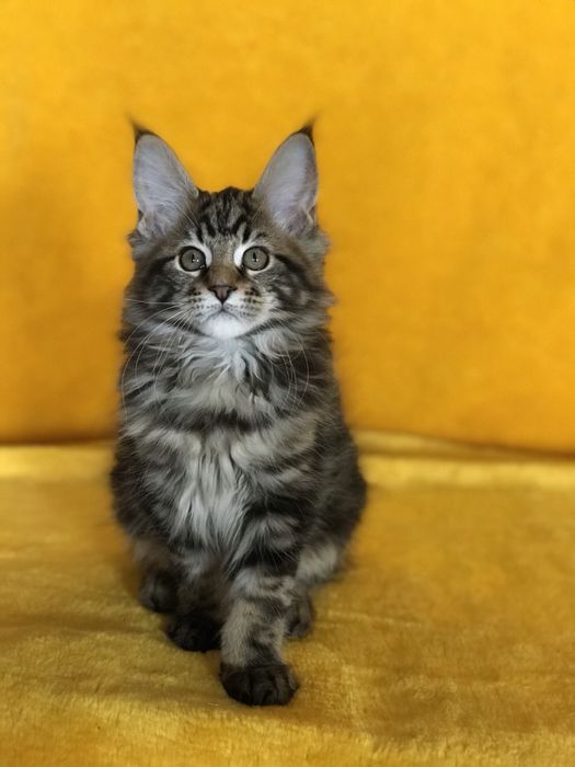 Діачинка чорний мармуровий