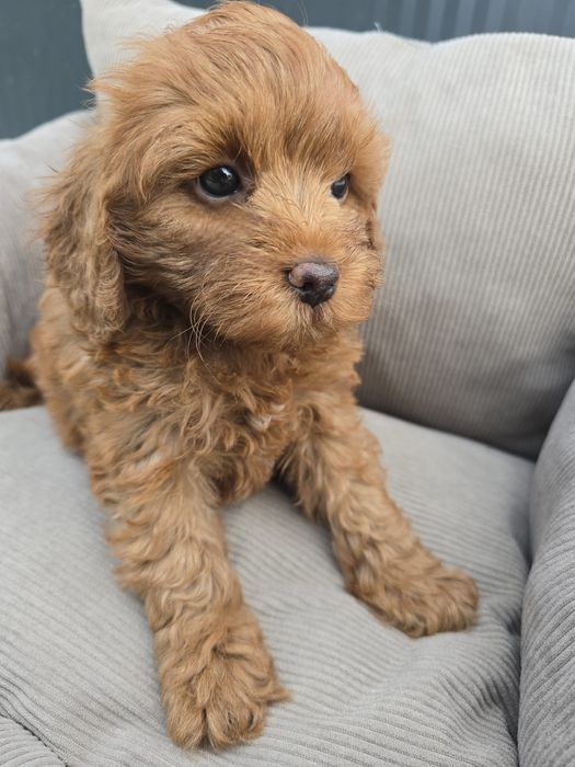 Cavapoo cavapo chłopiec