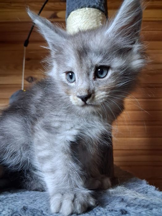 Maine coon, olbrzymi kot, kocur