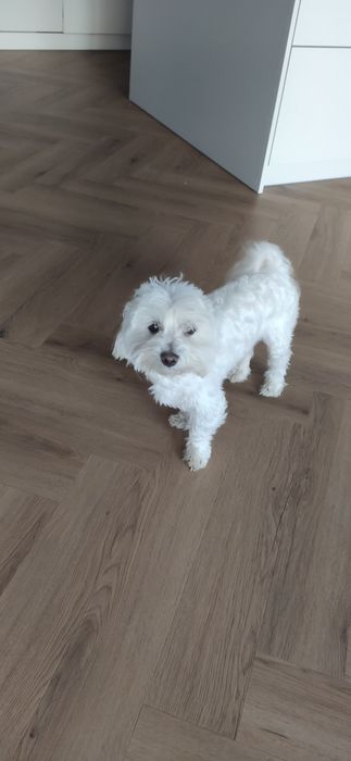 Maltańczyk oddam psa w dobre ręce