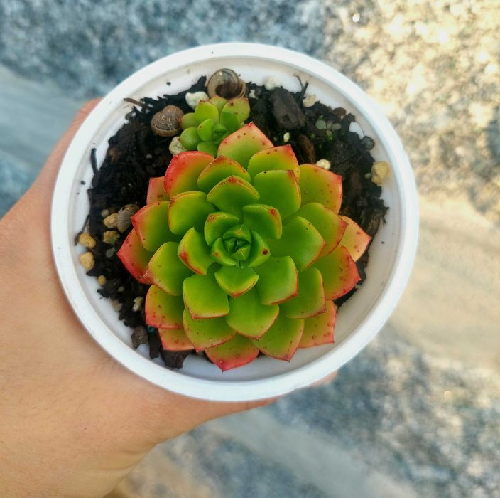 Suculentas 2€ cada