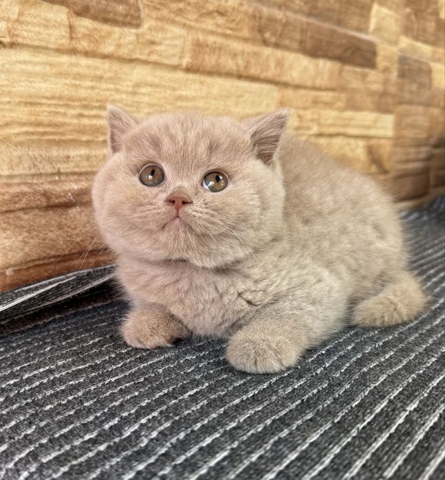 Gatinho fawn menino british shorthair