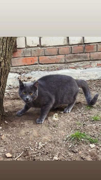 Отдам серого кота, метис русской голубой, 1 год, кастрирован