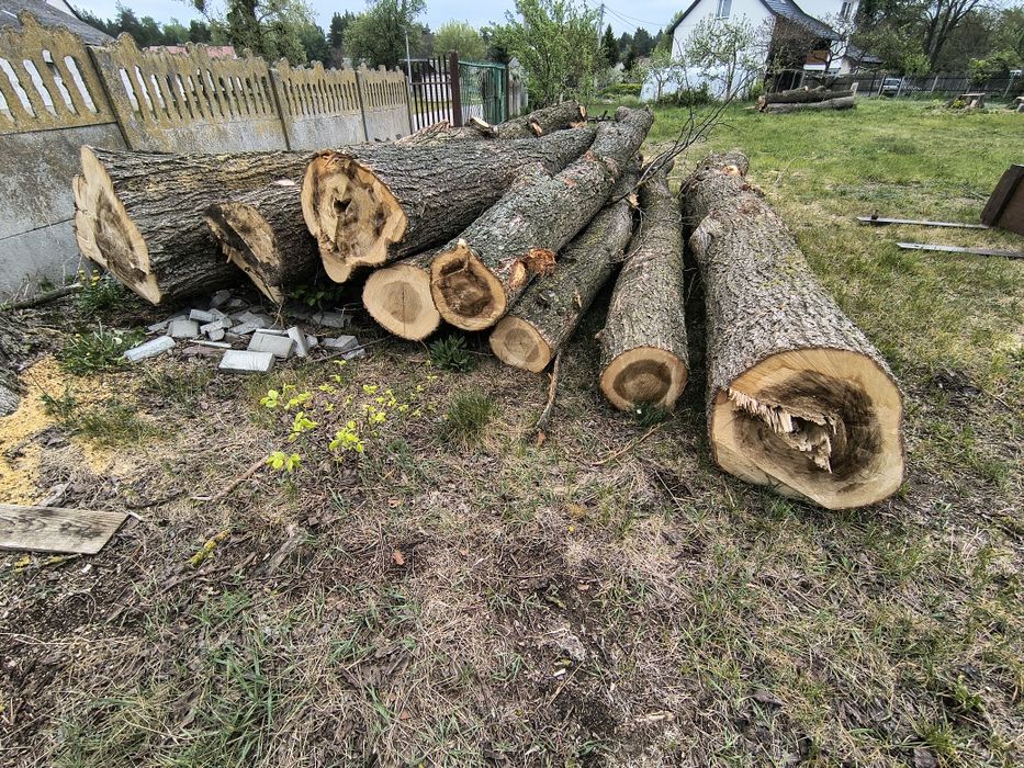 Kłody drzewa wiąz