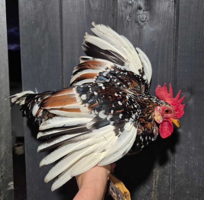 Бентамки півні півень для невеликих курочок кольорові яйця