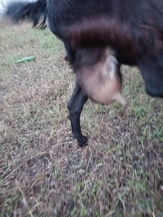 Продам добру козу.