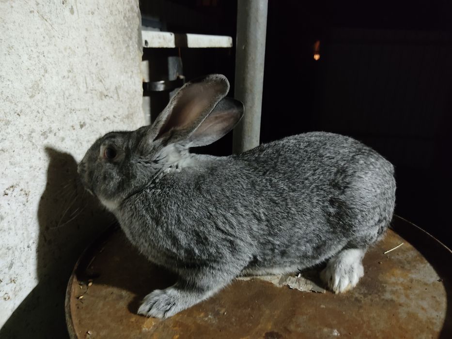 Продаються кролики Р. Ш.