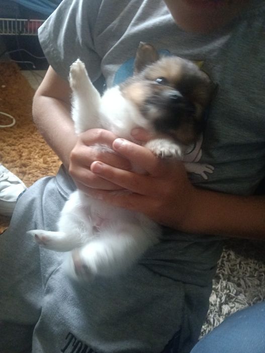 spitz alemao muito fofos