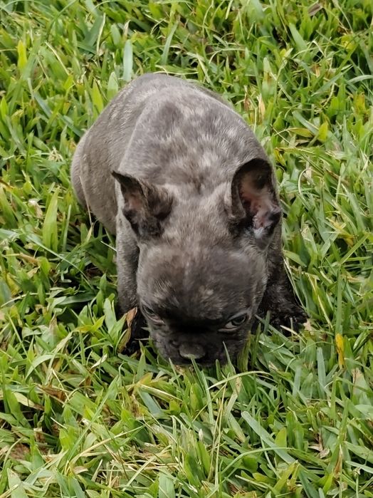 Bulldog Francês fêmea disponível