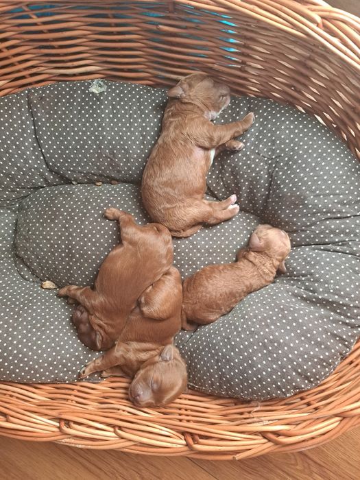 Cavapoo suczka rodowód  chip