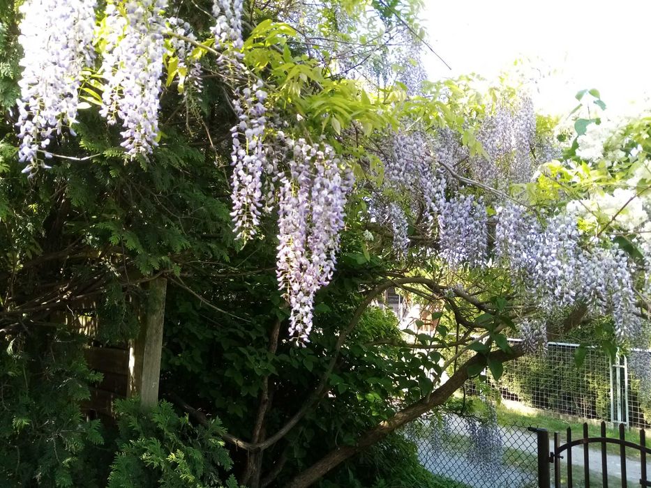 Glicynia chińska Wisteria sinensis