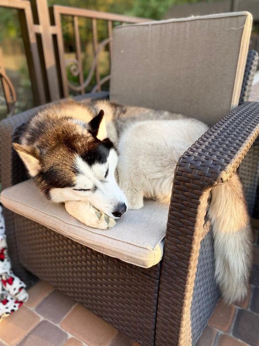 Вязка, средний кобель хаски окраса блак&вайт, случка