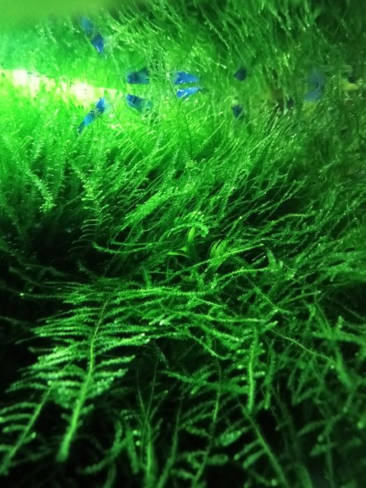 Java Moss, mech jawajski, kubek 100ml