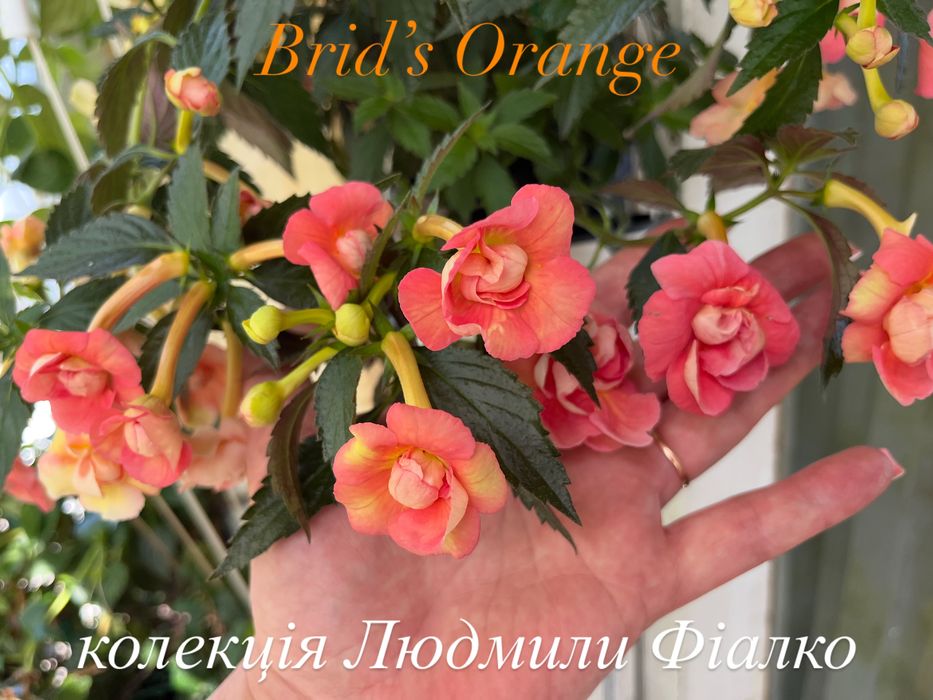 Різоми ахіменесів!