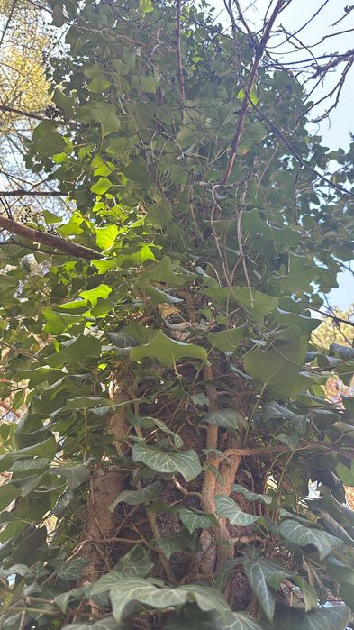 Bluszcz sadzonki zielone drzewo 7 sadzonek dużych