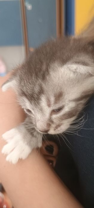 Oddam kociaki w dobre ręce
