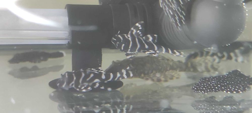 Zbrojnik Hypancistrus L333