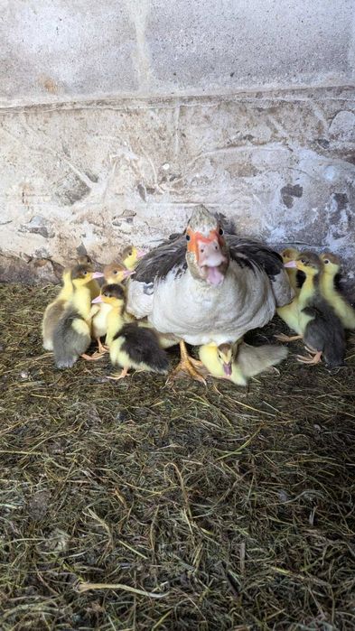 Продам каченята із качкою