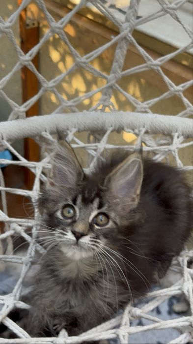 Sprzedam kociaka rasy Maine Coon