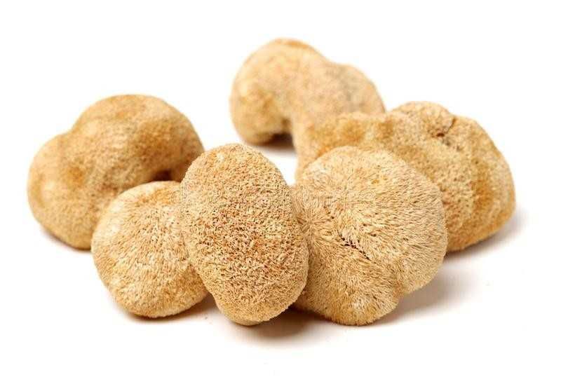 ЕЖОВИК ГРЕБЕНЧАТЫЙ Їжовік Єжовік гребінчастий герициум гриб